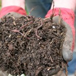 Compost, worms, gardening