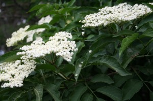 Elder flowers The clear white flowers of the elder tree