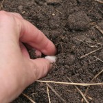 Planting a garlic clove