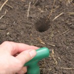 Making a hole to plant garlic. I have used a dibber.