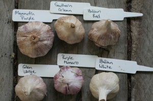 Garlic bulb varieties 'Mammoth Purple', 'Southern Glenn', 'Italian Red', 'Glen Large', 'Purple Monaro' and 'Italian White'