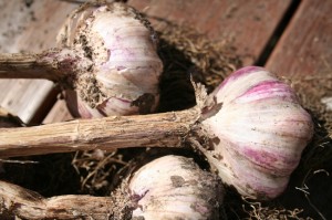 Freshly harvested hard neck garlic 'New Zealand Purple'