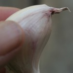 A single garlic clove ready to be planted