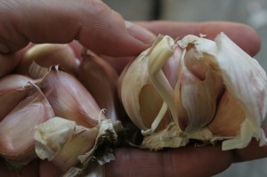 Hard neck garlics have larger, but fewer, cloves that peel more easily than soft neck cloves