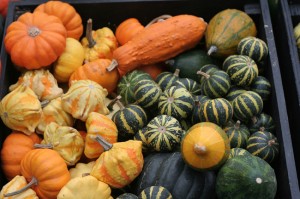 Pumpkins and gourds come in all shapes and sizes