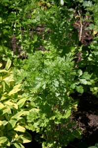 Coriander is a useful annual culinary herb