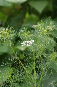 Herb coriander
