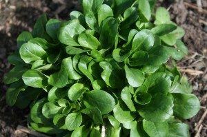 Corn salad, Valerianella locusta, lamb's lettuce, delicious winter salad plant.