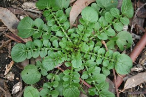 Landcress, winter cress, delicious in salads