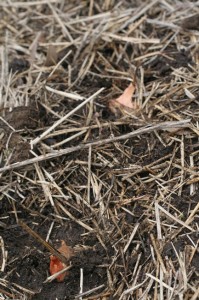 Golden shallots are planted from late autumn to spring.