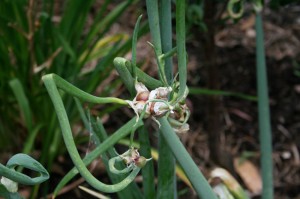 The small bulbils that form on the top of tree onions, also known as walking onions