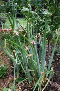 Tree onions