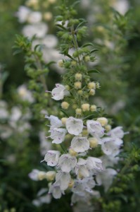 The white flowers of winter savory are very attractive to bees.
