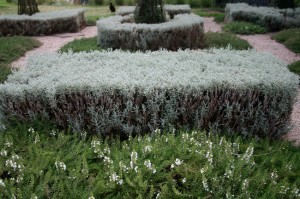 Winter savory makes a good low edging plant