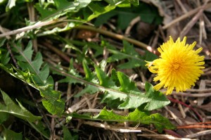 The leaves, flower and roots are all eaten