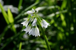 Onion weed can be used to make salads and soups