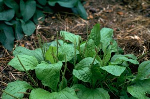 Plantain was called way-bread by the Anglo-Saxons