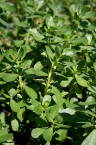 Purslane is crunchy when added to a salad