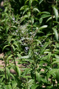 Sharp lemon flavoured herb that grows as a small tree.