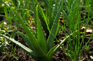 The succulent aloe vera