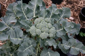 'Green Sprouting Calabrese' broccoli, the first large head.