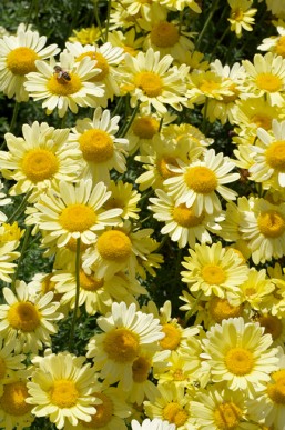 Dyer's chamomile