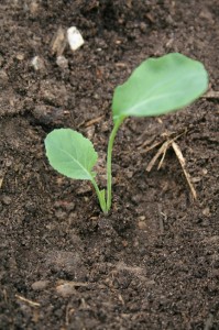 Firm the soil around the seedlings.