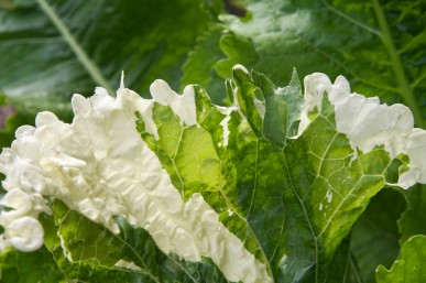 Variegated horseradish