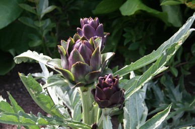 Delicious globe artichoke