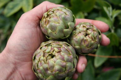 Flower buds of Green Globe artichoke