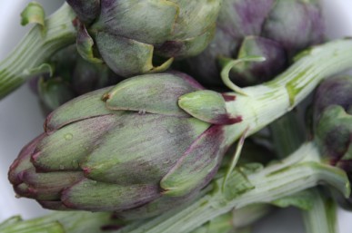 Globe artichoke flower buds.