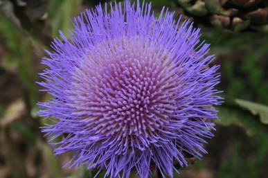 Striking purple artichoke flower