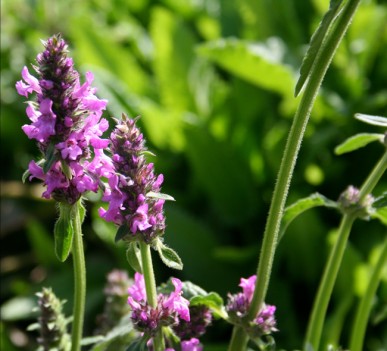 Betony, Stachys officinalis Betony is a useful herb