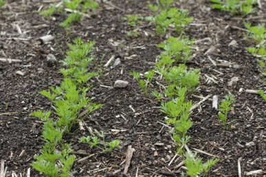 Young carrot plants