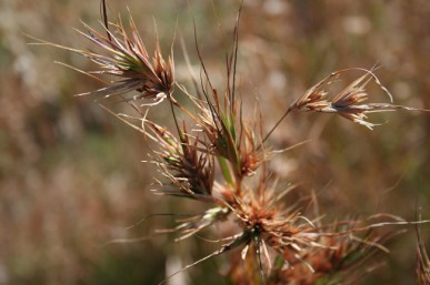 Kangaroo grass Native grasses