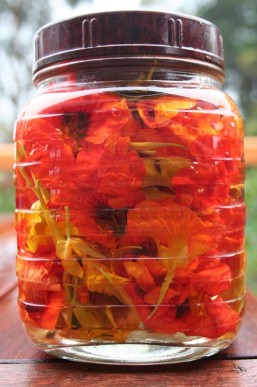 Bright orange, red and yellow nasturtium flowers