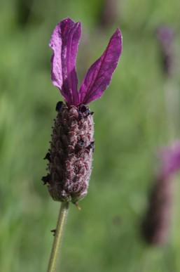 Lavender flower