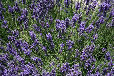 Delightfully scented English lavender