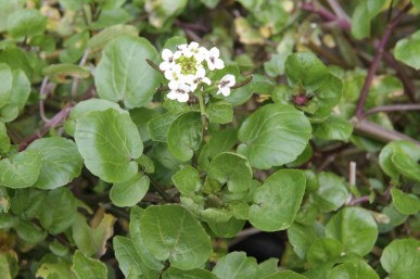 Peppery salad plant