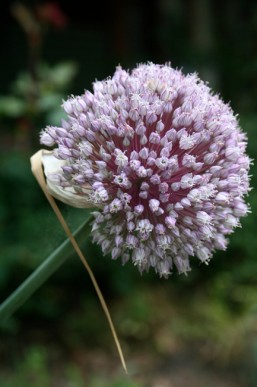 The flowers are only slightly smaller than a soccer ball.