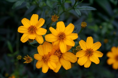 Tree marigold