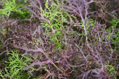 Edible, red and lime mustard