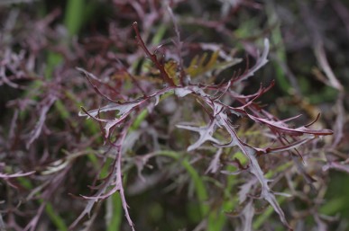 Delicious peppery red leafed mustard