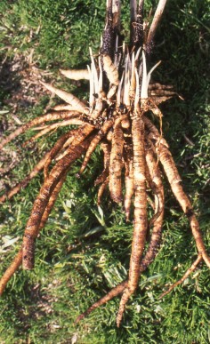 Edible skirret tubers