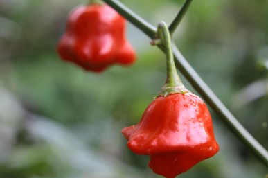 Bell chilies