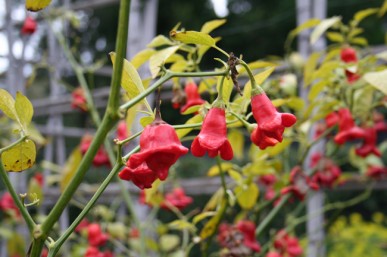 Bell chillies in winter