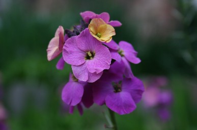 Purple wallflower