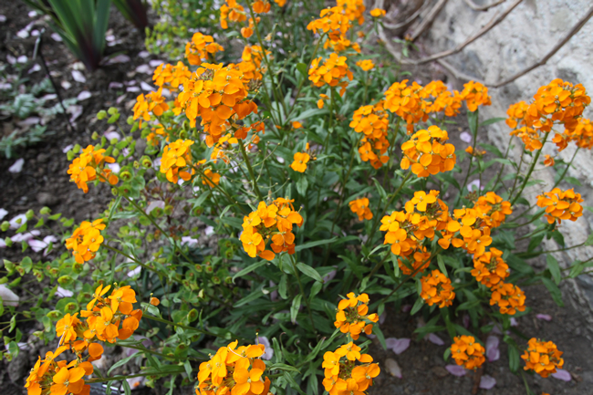 Wallflowers Erysimum Cheiri Are Sweetly Scented With Bright Colours