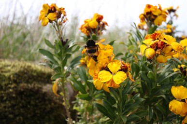 Wallflower and bumble bee