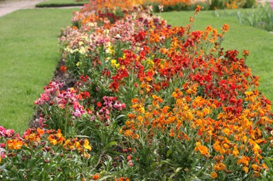 Wallflowers of many different colours